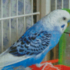The Blue Parakeet Diamond Paintings