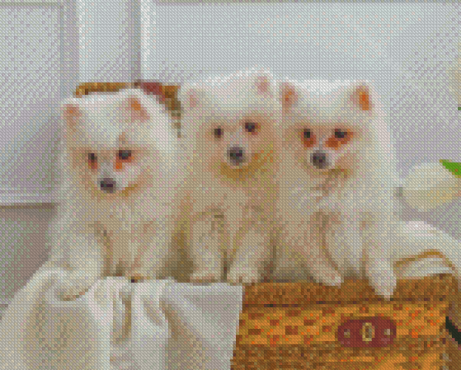 Three White Small Fluffy Dogs In A Basket Diamond Paintings