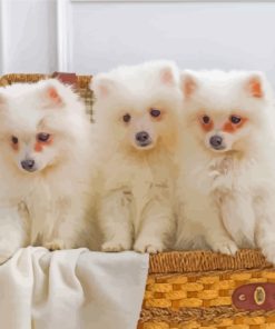 Three White Small Fluffy Dogs In A Basket Diamond Painting