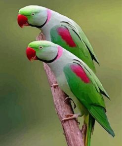 Two Alexandrine Parakeet Birds Diamond Painting
