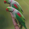 Two Alexandrine Parakeet Birds Diamond Paintings