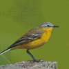 Western Yellow Wagtail Diamond Paintings