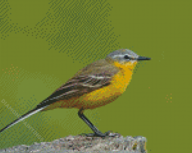 Western Yellow Wagtail Diamond Paintings