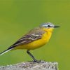 Western Yellow Wagtail Diamond Painting