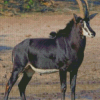 Wild Sable Antelope Diamond Paintings