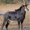 Wild Sable Antelope Diamond Painting