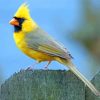 Yellow Cardinal Bird Diamond Painting