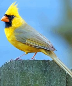 Yellow Cardinal Bird Diamond Painting