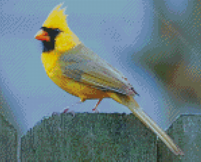 Yellow Cardinal Bird Diamond Paintings