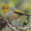 Aesthetic Silvereye Diamond Paintings