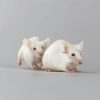 Albino Mice Animal Diamond Painting