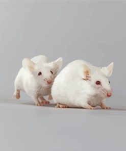 Albino Mice Animal Diamond Painting