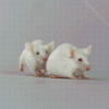 Albino Mice Animal Diamond Paintings