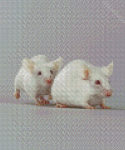 Albino Mice Animal Diamond Paintings