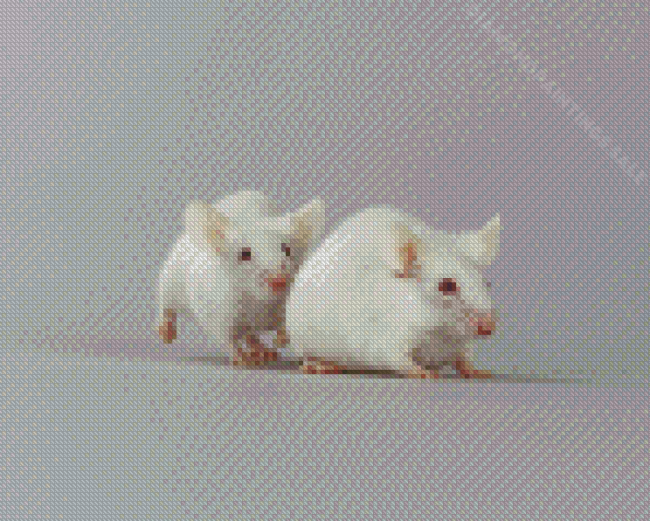 Albino Mice Animal Diamond Paintings