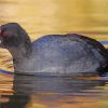 Black Coots Bird Diamond Painting