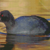 Black Coots Bird Diamond Paintings