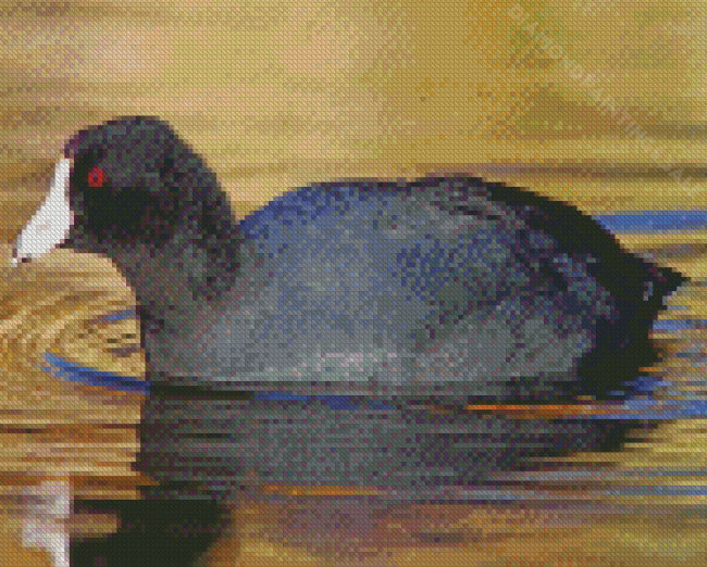 Black Coots Bird Diamond Paintings