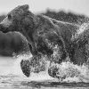 Black And White Bear Running In Water Diamond Painting