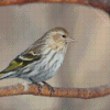 Cool Eurasian Siskin Diamond Painting