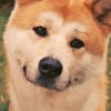 Adorable Hachiko Dog Diamond Painting