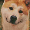 Adorable Hachiko Dog Diamond Paintings