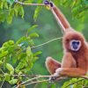 Gibbon On Tree Diamond Painting