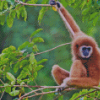 Gibbon On Tree Diamond Paintings