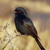 Shiny Drongo African Bird Diamond Painting