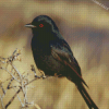 Shiny Drongo African Bird Diamond Paintings