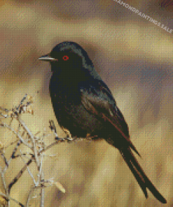 Shiny Drongo African Bird Diamond Paintings