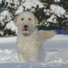 White Goldendoodle Dog In Snow Diamond Paintings