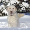 White Goldendoodle Dog In Snow Diamond Painting