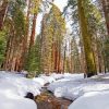 Winter In Sequoia National Park Diamond Painting