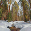 Winter In Sequoia National Park Diamond Paintings