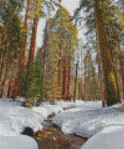 Winter In Sequoia National Park Diamond Paintings