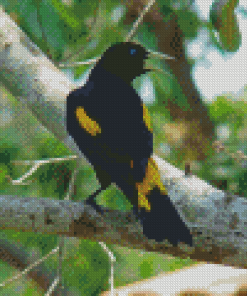 Yellow Winged Blackbird On Tree Branch Diamond Paintings