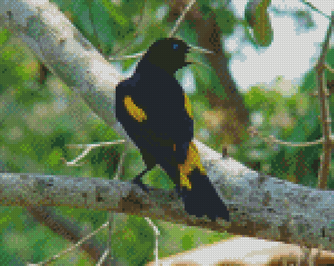 Yellow Winged Blackbird On Tree Branch Diamond Paintings