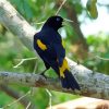Yellow Winged Blackbird On Tree Branch Diamond Painting