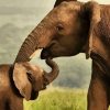 Aesthetic Mother Elephant Love Diamond Painting