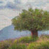 Ancient Olive Tree Diamond Paintings