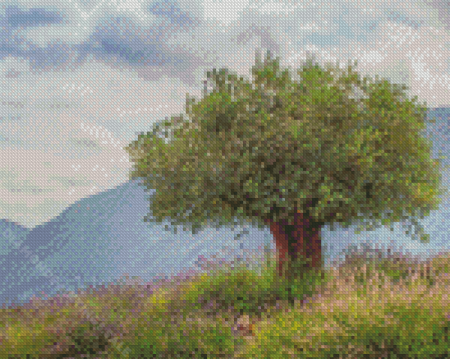 Ancient Olive Tree Diamond Paintings