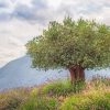 Ancient Olive Tree Diamond Painting