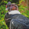 Aesthetic Andean Condor Diamond Paintings