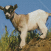 Baby Goat Diamond Paintings