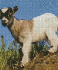 Baby Goat Diamond Paintings