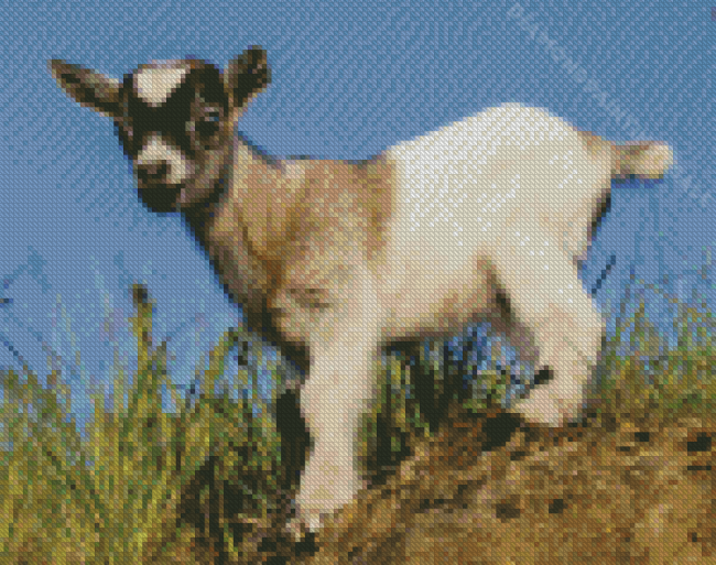 Baby Goat Diamond Paintings