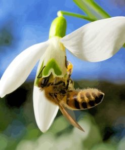 Bee In Snowdrop Diamond Painting