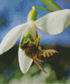 Bee In Snowdrop Diamond Paintings