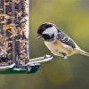 Bird At Bird Feeder Diamond Painting